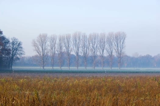 autumn field with trees - foggy morning
