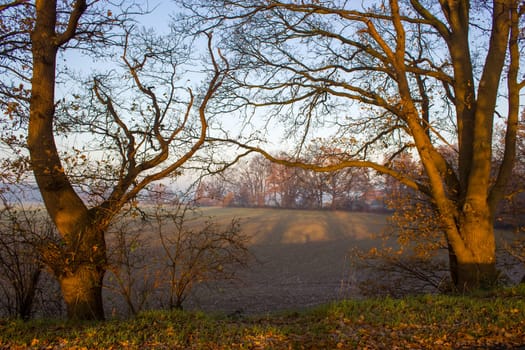 trees on a field - sunny autumn morning, Germany