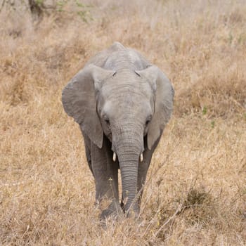 Herd of elephants from Serengeti National Park, Tanzania, Africa. African wildlife