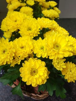Flower pot of yellow gerberas on dark background and reflection in the mirror.