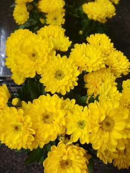 Vase with various yellow gerberas flowers on dark background.