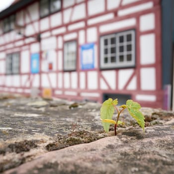 Survival of a plant on a wall in the old town of Schmalkalden in Thuringia