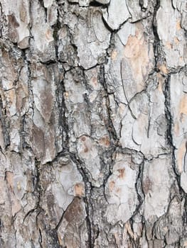 Textured surface of dry cracked tree barking.
