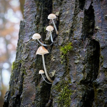 Mushrooms of the genus Mycena on a dead tree trunk in the forest