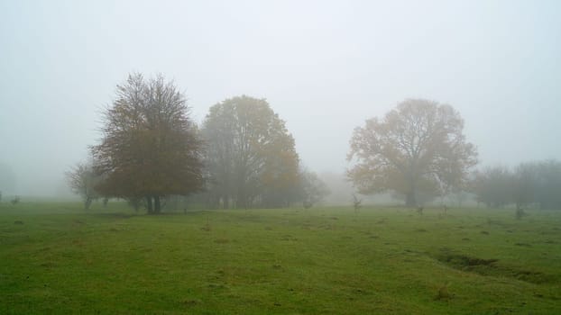Trees on a meadow in the Herrenkrugpark near Magdeburg in autumn in the fog