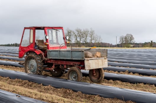 Prepared beds for planting blueberries. Somewhere in Lithuania.