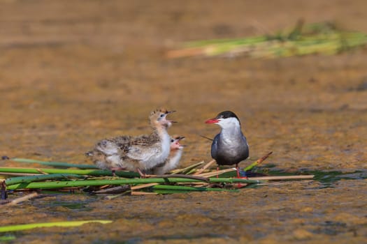 common tern (sterna hirundo) on the nest