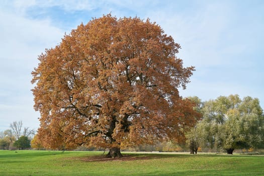 old English oak (Quercus robur) on a meadow in the Herrenkrugpark near Magdeburg