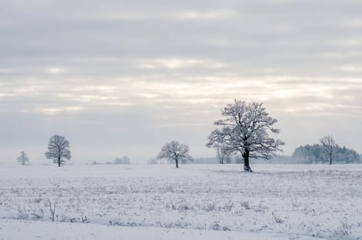 Winter landscape of fields and trees covered with snow
