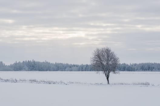 Winter landscape of fields and trees covered with snow