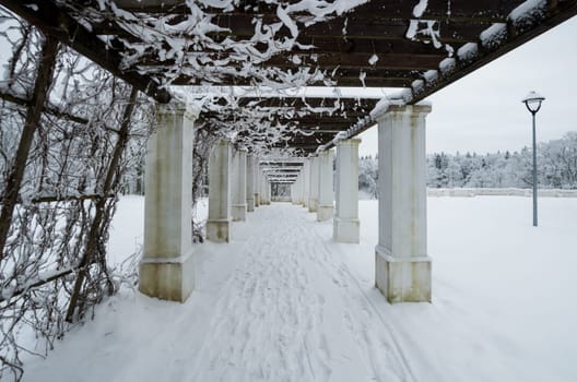 Column alley in winter period. Renavas, Lithuania.