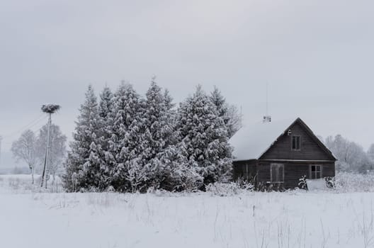 Winter landscape of fields and trees covered with snow and old homestead
