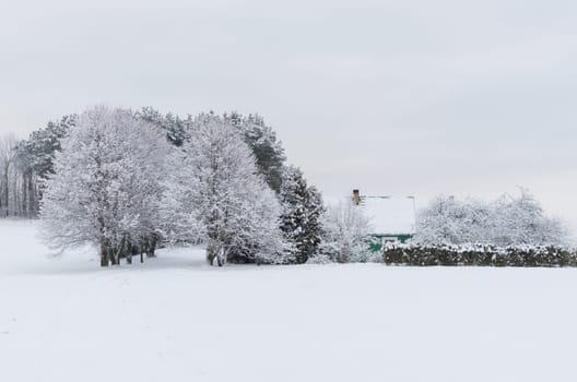 Winter Landscape with rural house covered with snow and trees