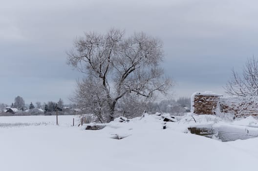 Winter landscape of fields and trees covered with snow
