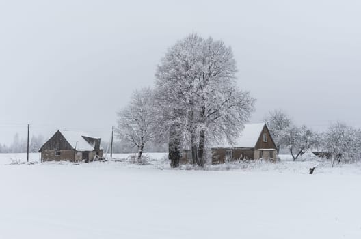 Winter landscape of fields and trees covered with snow and old homestead