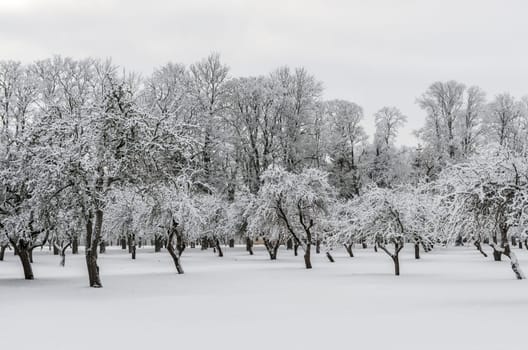 The garden trees in the winter day
