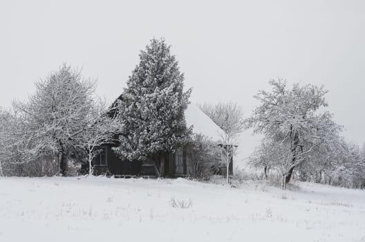 Winter landscape of fields and trees covered with snow and old homestead