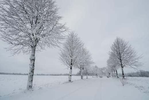 Alley in snowy day with trees covered with snow