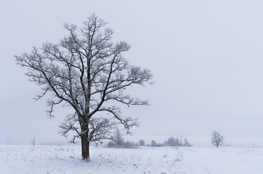 Winter landscape of fields and trees covered with snow