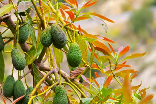 many fresh avocado fruits on the tree in an orchard