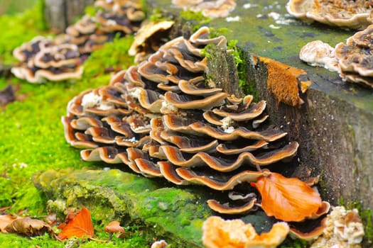 Bunte Tramete Trametes versicolor im Herbstwald - turkey tail or Trametes versicolor in autumn forest