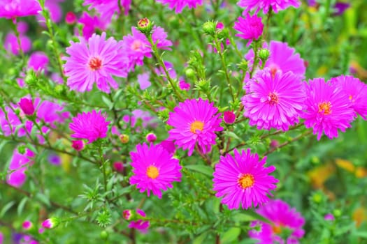 the flower Aster Novi Belgii cultivar Bewunderung
