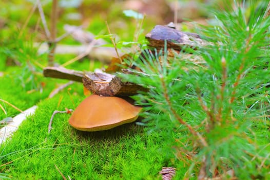 Xerocomus ferrugineus mushroom in autumn forest