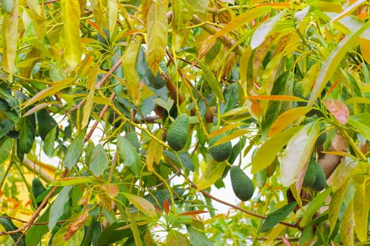 many fresh avocado fruits on the tree in an orchard