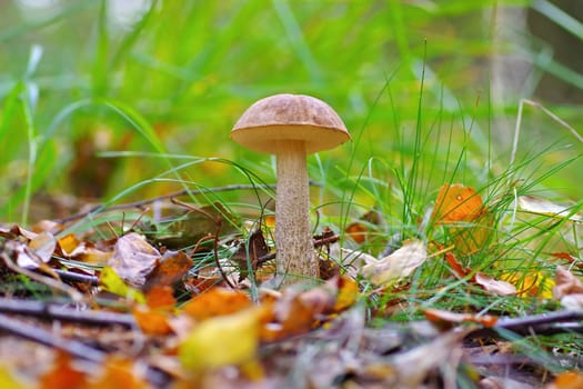 birch boletus in autumn forest