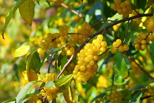 cherry elaeagnus, Elaeagnus multiflora with many berries