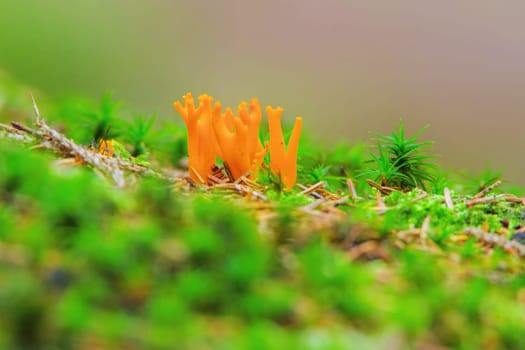 CALOCERA FURCATA, a fungal genus in the Dacrymycetes order in autumn forest