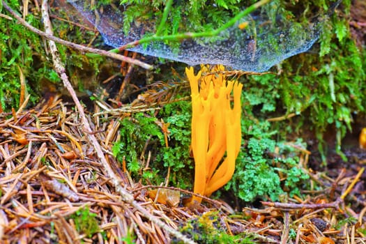 CALOCERA FURCATA, a fungal genus in the Dacrymycetes order in autumn forest