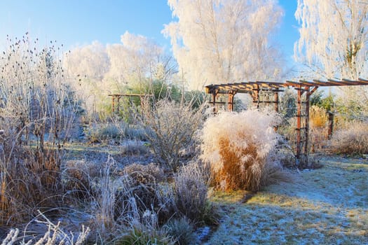 garden in winter with hoarfrost on a cold day in the morning