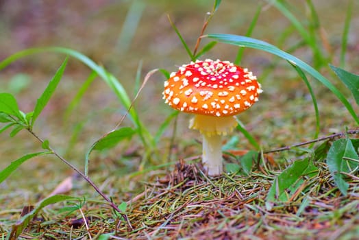 fly agaric, Amanita Muscaria in autumn forest