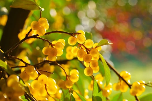 cherry elaeagnus, Elaeagnus multiflora with many berries