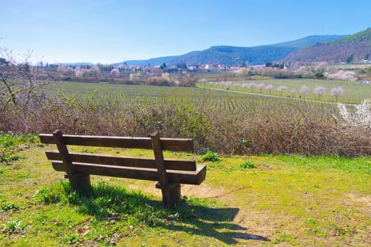 landscape around Gimmeldingen during the almond blossom in spring , Germany