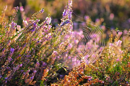flowering Heather, Calluna vulgaris with spider web in the morning
