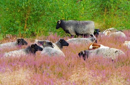Grazing German Grey Heath in the Lueneburg Heath
