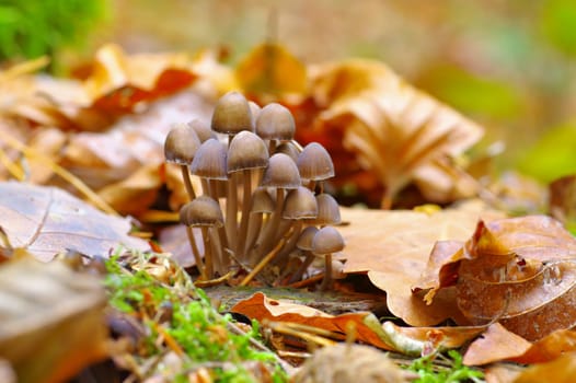 a group of Mycena mushrooms in autumn forest