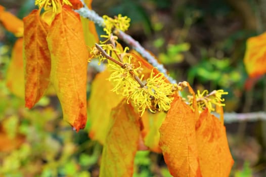 Hamamelis virginiana is blooming in fall, a herbal plant