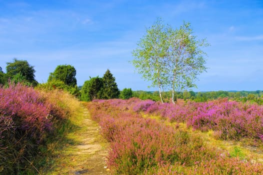 landscape Lueneburg Heath in autumn near Wilsede