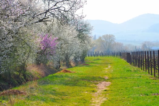 almond blossom in Rhineland Palatinate in spring, Germany