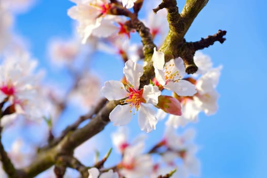 many Almond Blossom in springtime