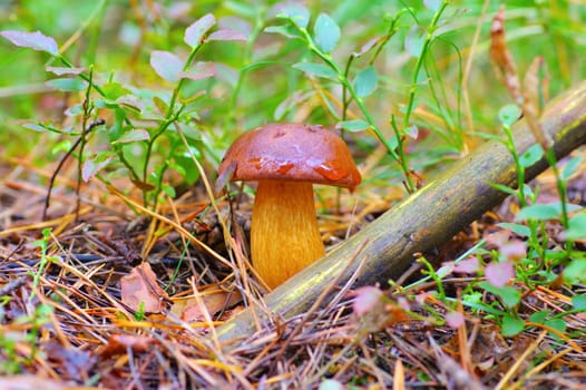 Bay Bolete mushroom in autumn forest