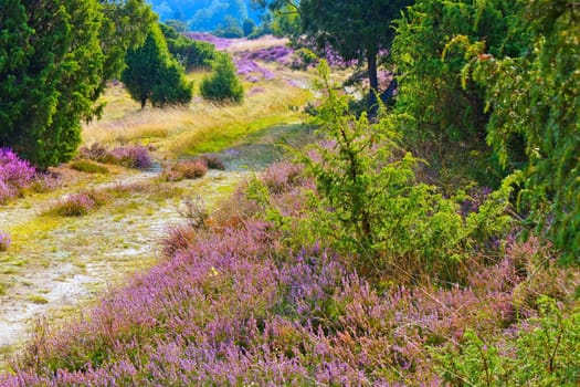 landscape Lueneburg Heath in autumn near Wilsede