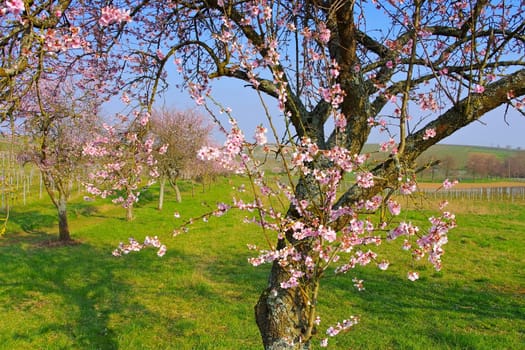 almond blossom in Rhineland Palatinate in spring, Germany