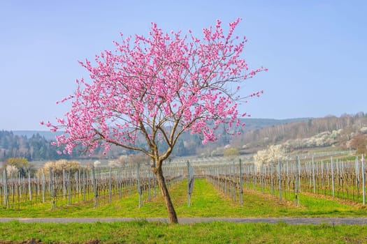 almond blossom in Rhineland Palatinate in spring, Germany