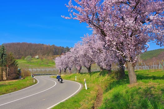 almond blossom in Rhineland Palatinate in spring, Germany