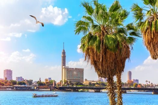 Palms by the Nile in Cairo and the Tower in the background, Egypt.
