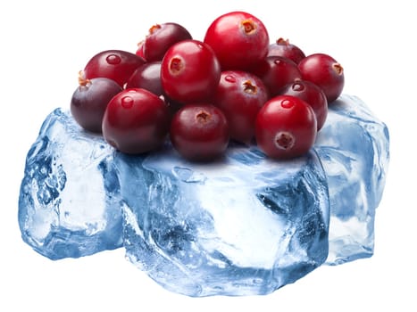 Pile of wild  cranberries freezing on roughly crushed ice